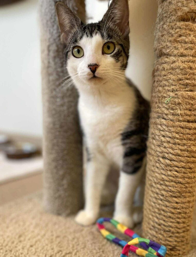 adoptable Cat in Elmsford, NY named Minie