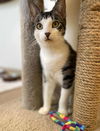 adoptable Cat in elmsford, NY named Minie