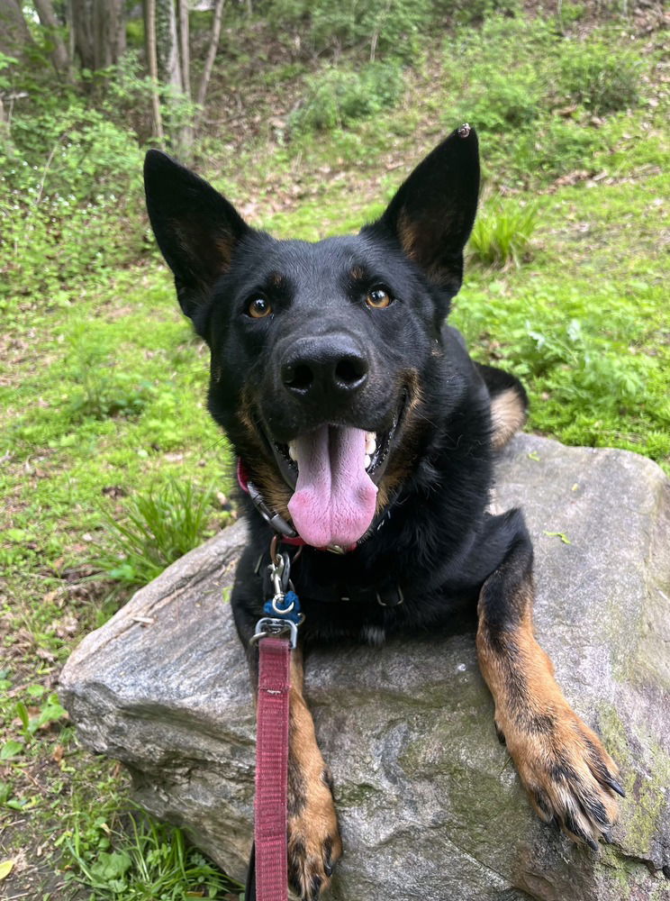 adoptable Dog in Elmsford, NY named Luther