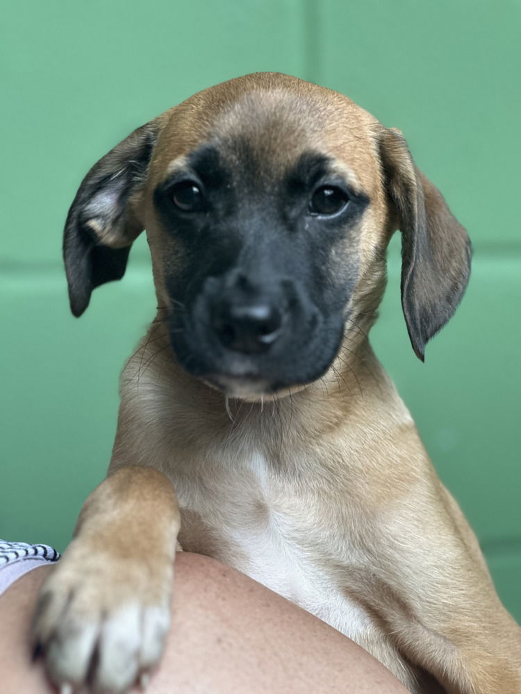 adoptable Dog in Elmsford, NY named Anguilla