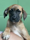 adoptable Dog in  named Anguilla