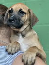 adoptable Dog in  named Bahama