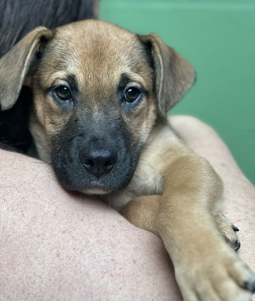adoptable Dog in Elmsford, NY named Barbuda