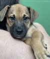 adoptable Dog in  named Barbuda