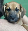 adoptable Dog in  named Martinique