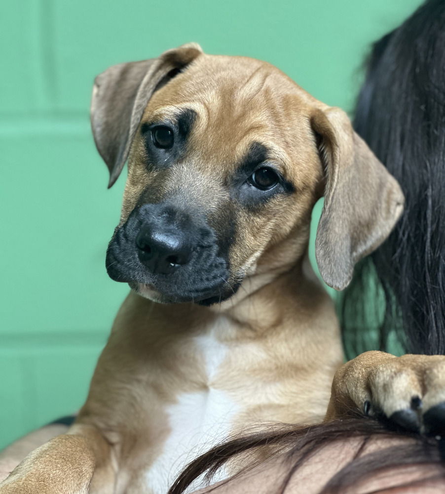 adoptable Dog in Elmsford, NY named St. Barts