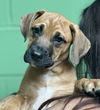 adoptable Dog in  named St. Barts