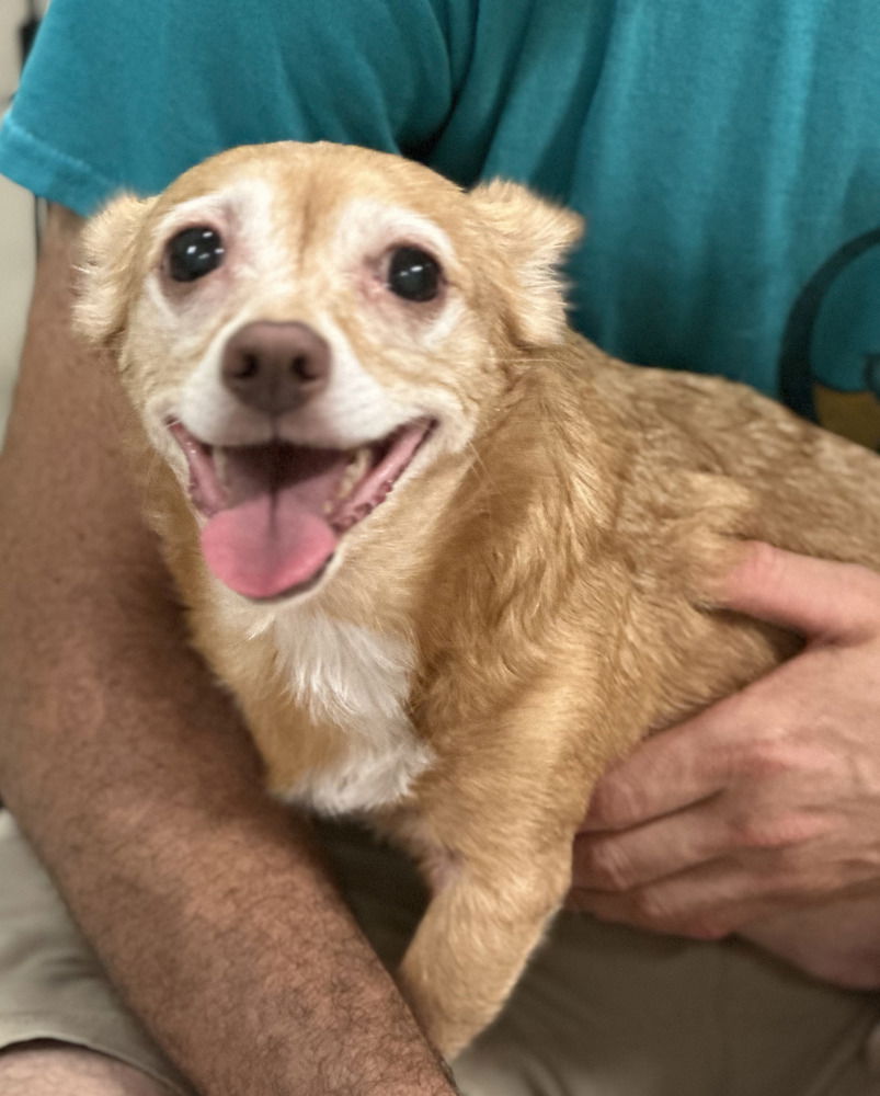 adoptable Dog in Elmsford, NY named Agnes