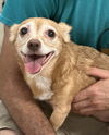 adoptable Dog in  named Agnes