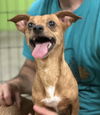 adoptable Dog in  named Pixie