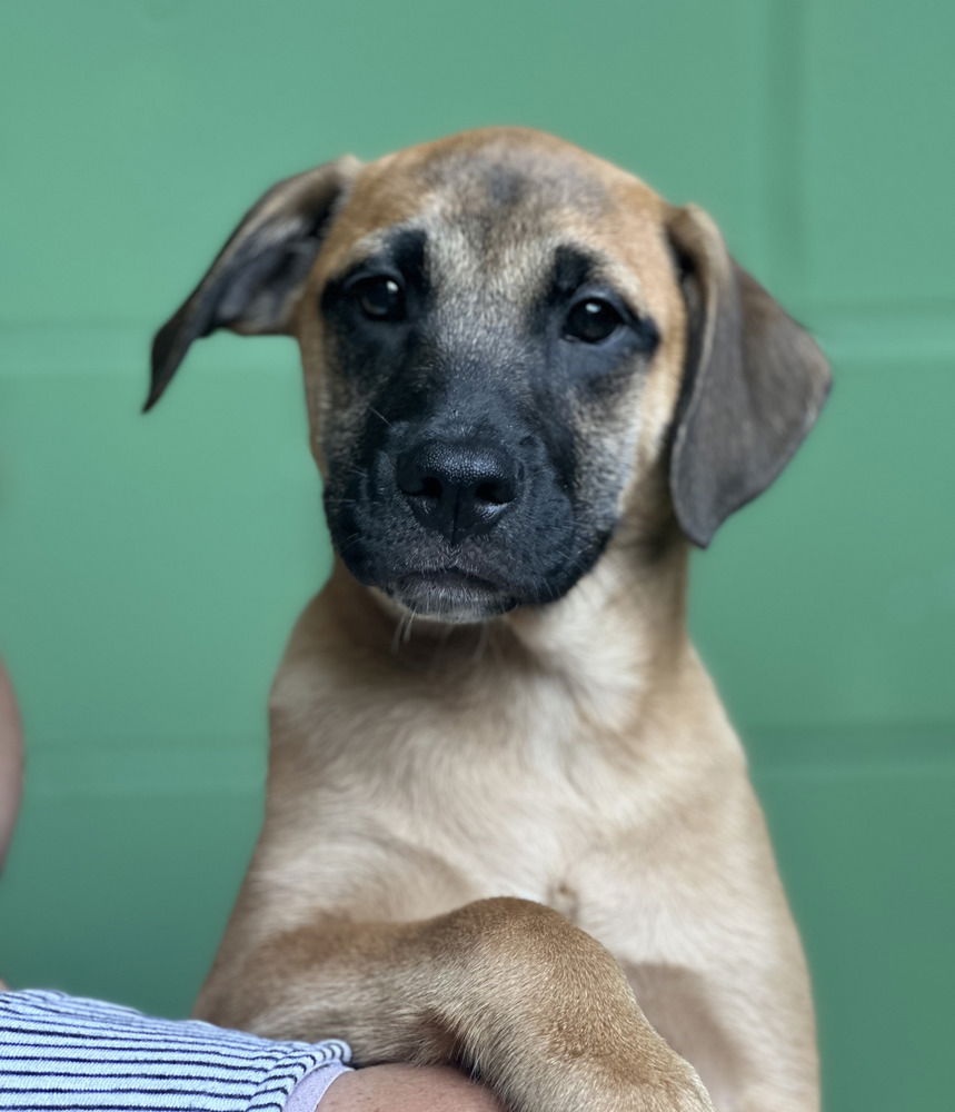 adoptable Dog in Elmsford, NY named Trinidad