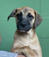 adoptable Dog in  named Trinidad