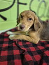 adoptable Dog in , NY named Diamond