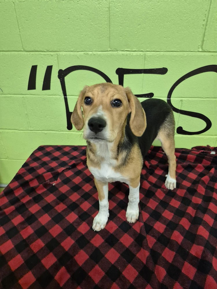 adoptable Dog in Elmsford, NY named Club