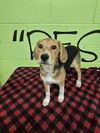 adoptable Dog in  named Club