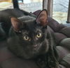 adoptable Cat in elmsford, NY named Crow