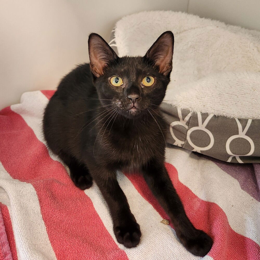 adoptable Cat in Elmsford, NY named Finch