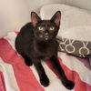 adoptable Cat in elmsford, NY named Finch