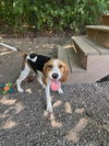 adoptable Dog in elmsford, NY named Shady