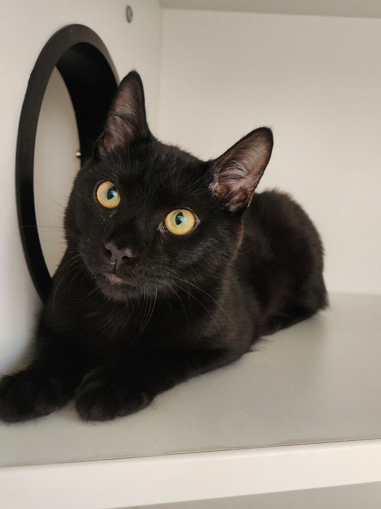 adoptable Cat in Elmsford, NY named Ghost Pepper