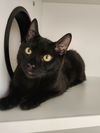 adoptable Cat in elmsford, NY named Ghost Pepper