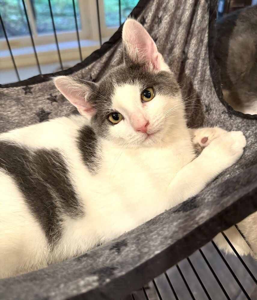 adoptable Cat in Elmsford, NY named Bon Bon