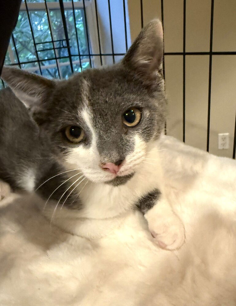 adoptable Cat in Elmsford, NY named Popsicle