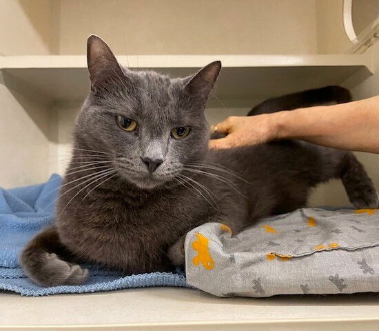 adoptable Cat in Elmsford, NY named Geo