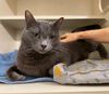 adoptable Cat in  named Geo