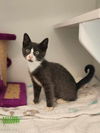 adoptable Cat in  named Post