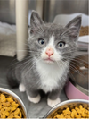 adoptable Cat in  named Davy Jones