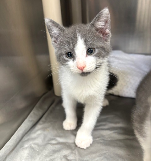 adoptable Cat in Elmsford, NY named Will Turner