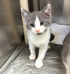 adoptable Cat in  named Will Turner