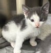 adoptable Cat in  named Jack Sparrow