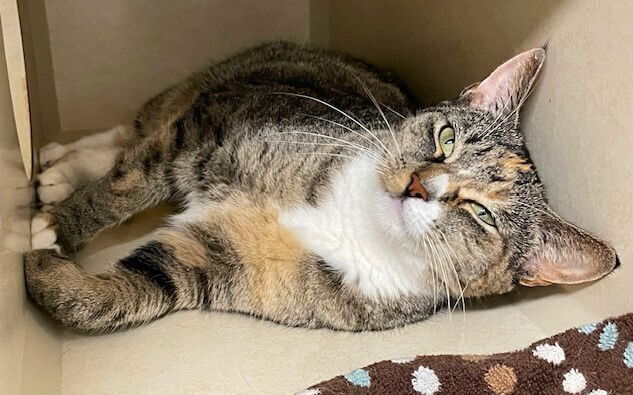 adoptable Cat in Elmsford, NY named Twyla