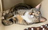 adoptable Cat in  named Twyla