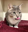 adoptable Cat in , NY named Nena - available 7/25