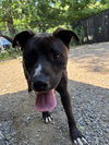 adoptable Dog in  named Gus