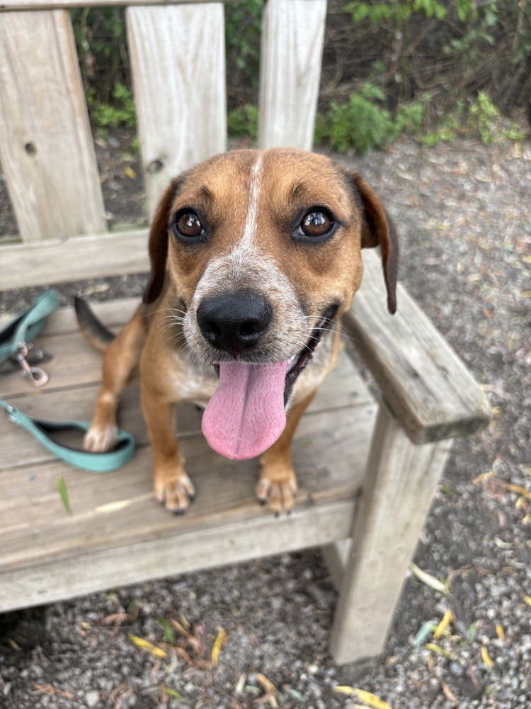 adoptable Dog in Elmsford, NY named Brownie Sundae