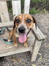 adoptable Dog in  named Brownie Sundae