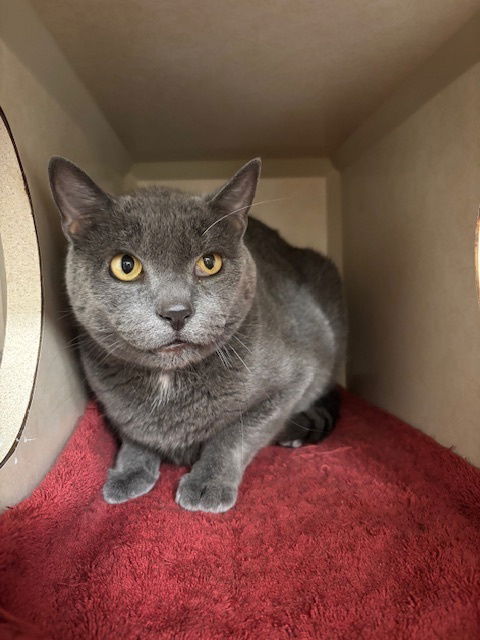 adoptable Cat in Elmsford, NY named Vail