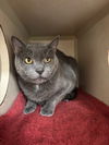 adoptable Cat in , NY named Vail