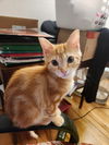adoptable Cat in , NY named Lily