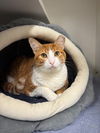 adoptable Cat in , NY named Fergie