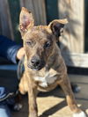 adoptable Dog in  named Semolina