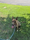 adoptable Dog in  named Semolina