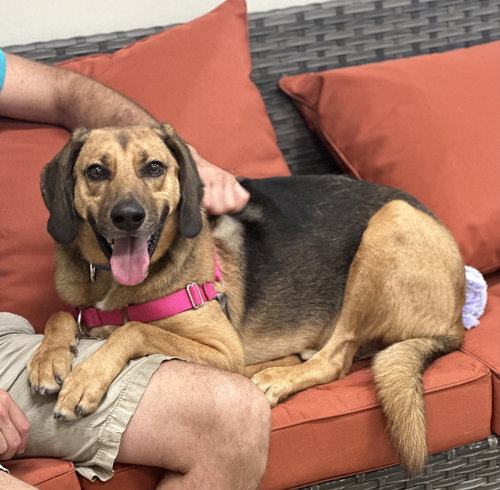 BUSTER BROWN - Hound available for adoption