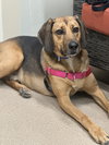 Buster Brown - Photo 3