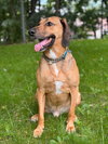 Buster Brown - Photo 4