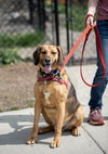 Buster Brown - Photo 1